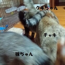 「逝ってしまったパッソゥの大型トイレ導入」サムネイル2