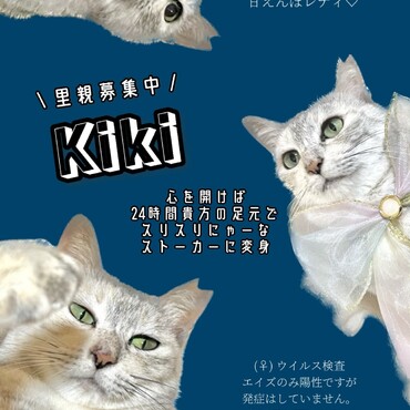 \ 里親募集中 / キキちゃん
