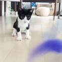 急募！！兄弟の中でも1番おチビハチワレ君