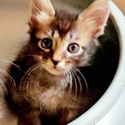 待ちねこ譲渡会　子猫４０匹参加します！