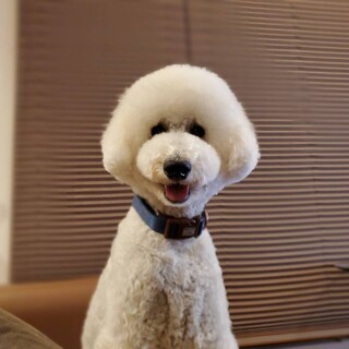 スタンダードプードル