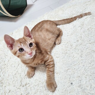 お膝大好き 甘えん坊な茶トラくん