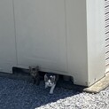 野良猫親子の里親募集