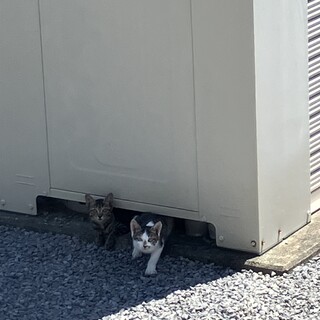 野良猫親子の里親募集