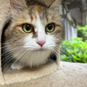 フワフワもこもこ♪きじミケ♪長毛
