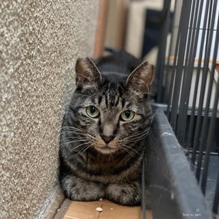 怖がりなれもん