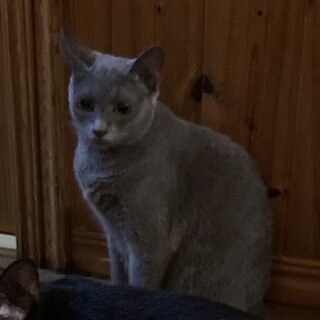 【相談中】人懐っこいグレーにゃん