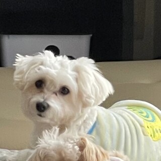 レスキューです