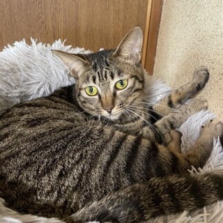 食いしん坊なロビン