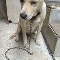 家庭の事情により飼えなくなりました。