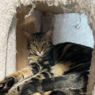 食いしん坊なウタ