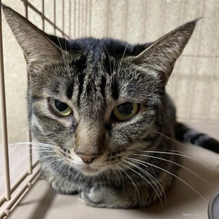 キジトラのハンコック