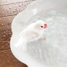 【募集終了しました】白文鳥♀1羽の里親募集 サムネイル2