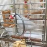 【募集終了しました】白文鳥♀1羽の里親募集 サムネイル3