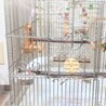 【募集終了しました】白文鳥♀1羽の里親募集 サムネイル4