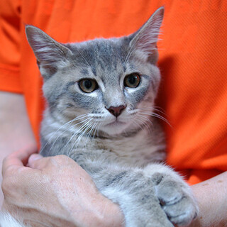 美形のリンディ君☆グレーの貴公子