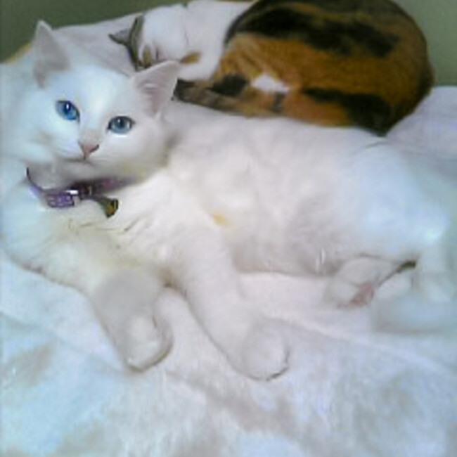 Milumarchanのカバー写真