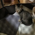 甘えっ子キジちゃん