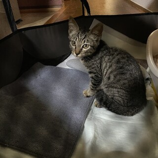 甘えっ子キジちゃん