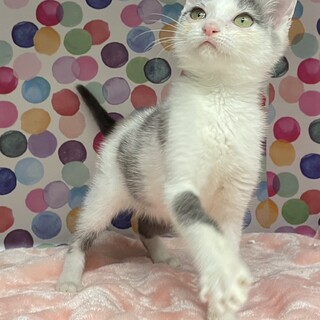 グレー白のキュートなリラちゃん