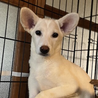 約4ヶ月の子犬里親緊急募集