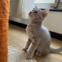 ベンガルミックスの姉妹♀