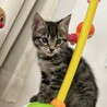 ベンガルミックスの姉妹♀ サムネイル2