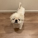 【募集停止中】3歳女の子　ペキニーズ