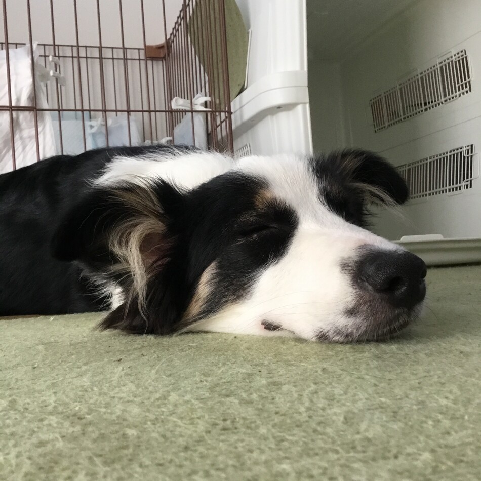 きり太のカバー写真