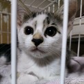 1カ月半の子猫　好奇心旺盛　茶器ちゃん茶器くん