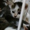 1カ月半の子猫　好奇心旺盛　茶器ちゃん茶器くん サムネイル2