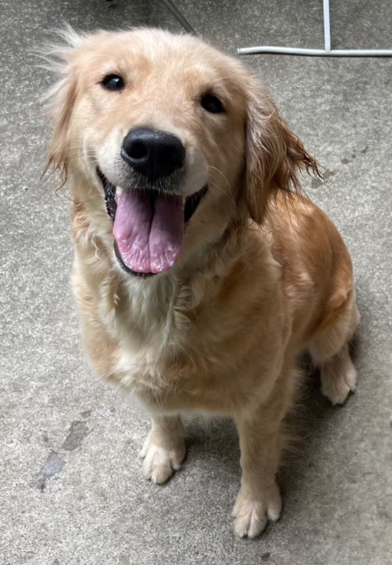 ゴールデンレトリバー3才」神奈川県 - 犬の里親募集(467626