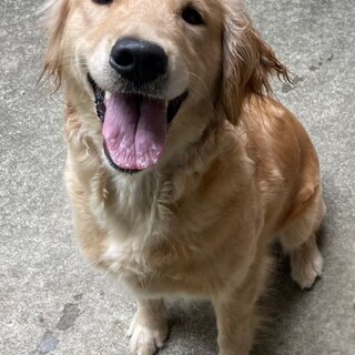 ゴールデンレトリバー3才女の子☆おとはちゃん
