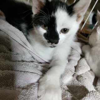 1カ月半の子猫　ケオケオちゃんケオケオくん