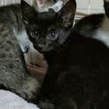 1カ月半の子猫　ペムちゃんペムくん