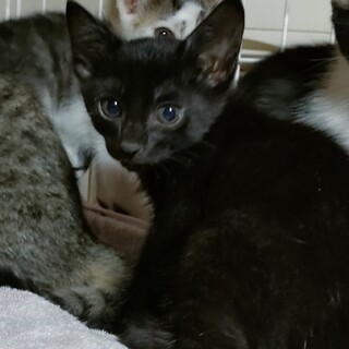 1カ月半の子猫　ペムちゃんペムくん