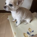 ロングコートチワワ　穏やかで優しい子です