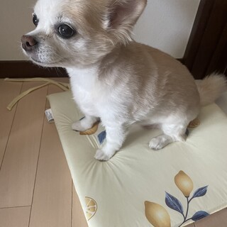 ロングコートチワワ　穏やかで優しい子です