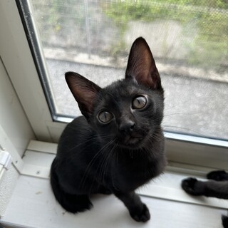 可愛い黒猫ちゃんです！急遽里親様を探しています…