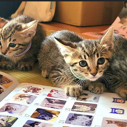 9月に譲渡会デビュー予定♡