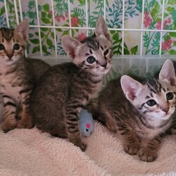 「9月に譲渡会デビュー予定♡」サムネイル2