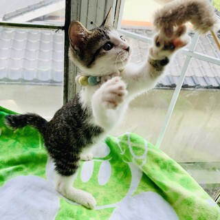 ⑦よっしー　オス　キジ白　2ヶ月　元気　甘えん坊