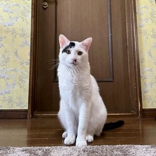 おおきな白黒猫くん