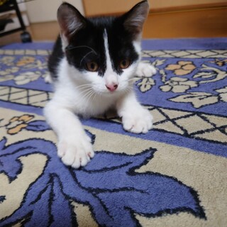 人馴れした子猫の里親さんを募集してます