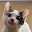 鹿島ニャントラーズ兄妹の長女ミルクちゃん