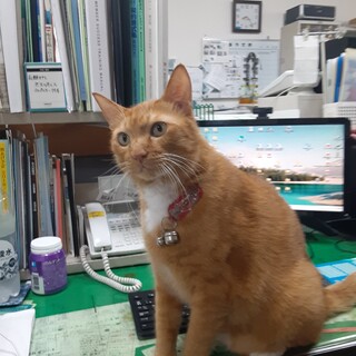 きんちゃん6歳茶トラ男子