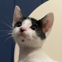 鹿島ニャントラーズ兄妹の末っ子ココアくん