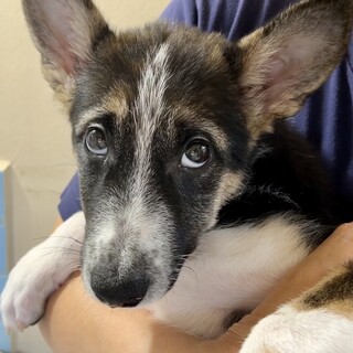 人馴れ抜群！2ヶ月半のハチワレ模様がかわいい男の子