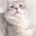 ひかえめでおっとり。優しい性格。サイベリアン