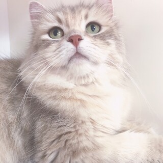 ひかえめでおっとり。優しい性格。サイベリアン